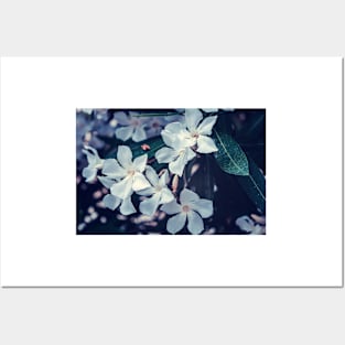 White Nerium oleander flowers Posters and Art